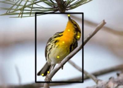 ابداع اپلیکیشنی برای تشخیص گونه پرندگان