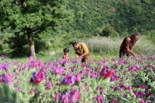 خبرنگاران مرکز شکوفایی گیاهان دارویی و گردشگری در اردبیل ایجاد می شود