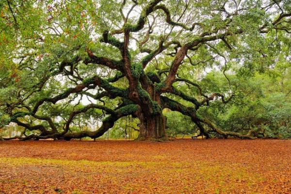 درخت کهنسال مازندران در لیست آثار ملی ثبت شد