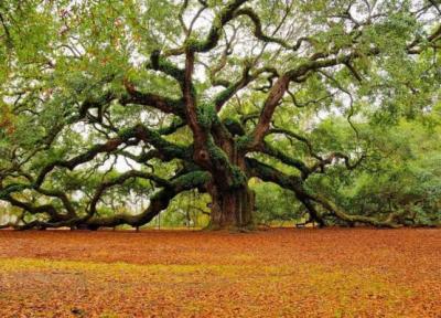 درخت کهنسال مازندران در لیست آثار ملی ثبت شد