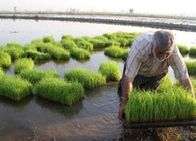 فرماندار زنجان: استفاده بیش از مقدار از سموم کشاورزی باعث بروز بیماری های صعب العلاج شده است