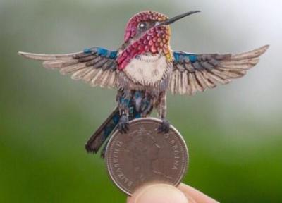 عکس ، کوچک ترین پرنده دنیا